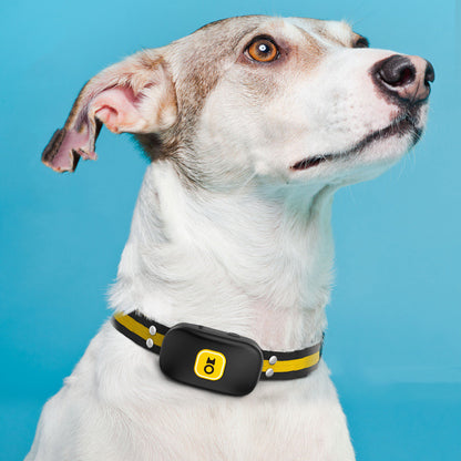 Anti-Barking Training Device for Dogs